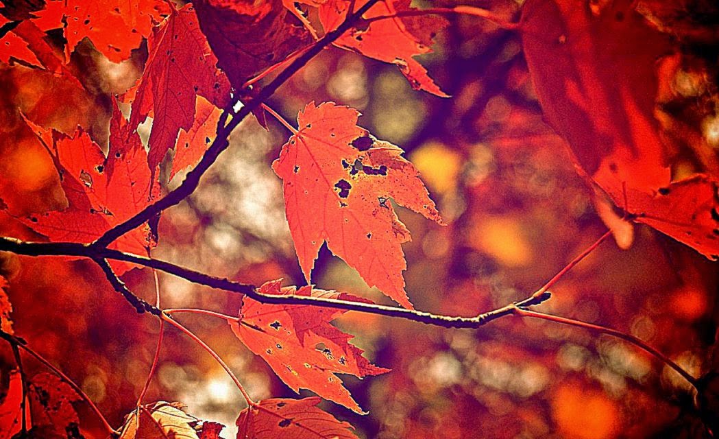 Fall Leaves Background Laptop Wallpaper