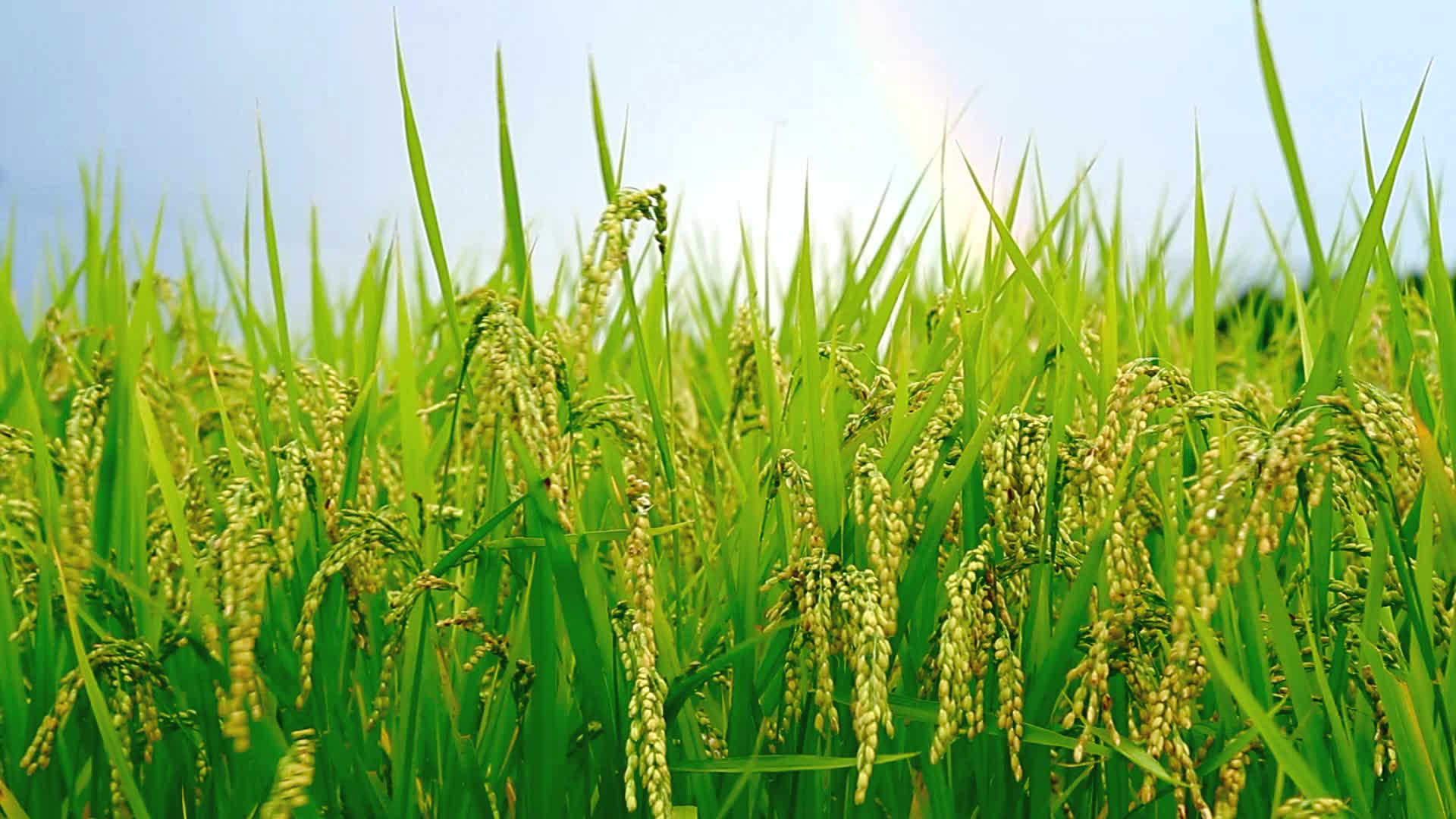 Rice Paddy Field, green paddy field HD wallpaper | Pxfuel