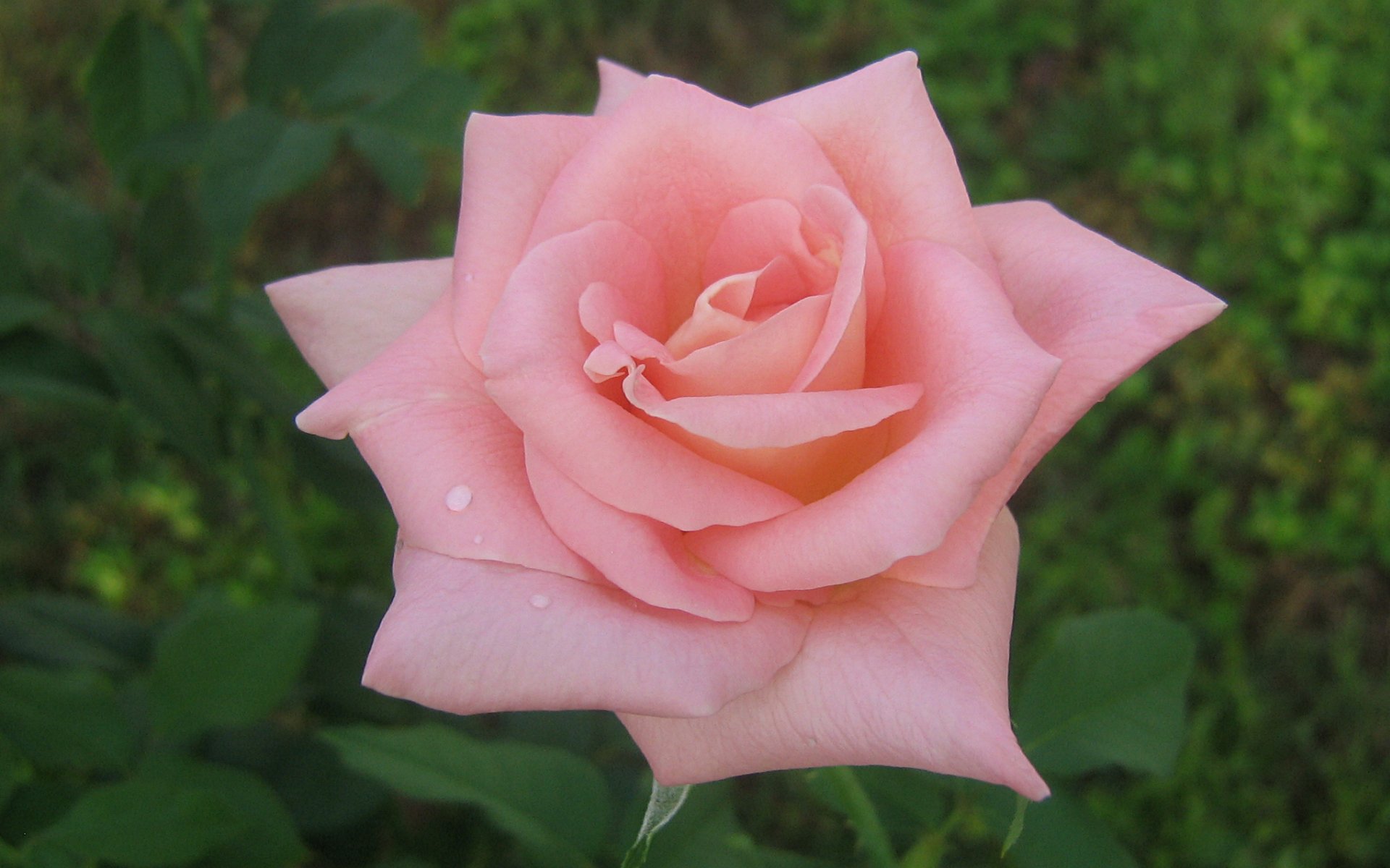 Fonds D Cran Roses Belles Ros Es Widescreen