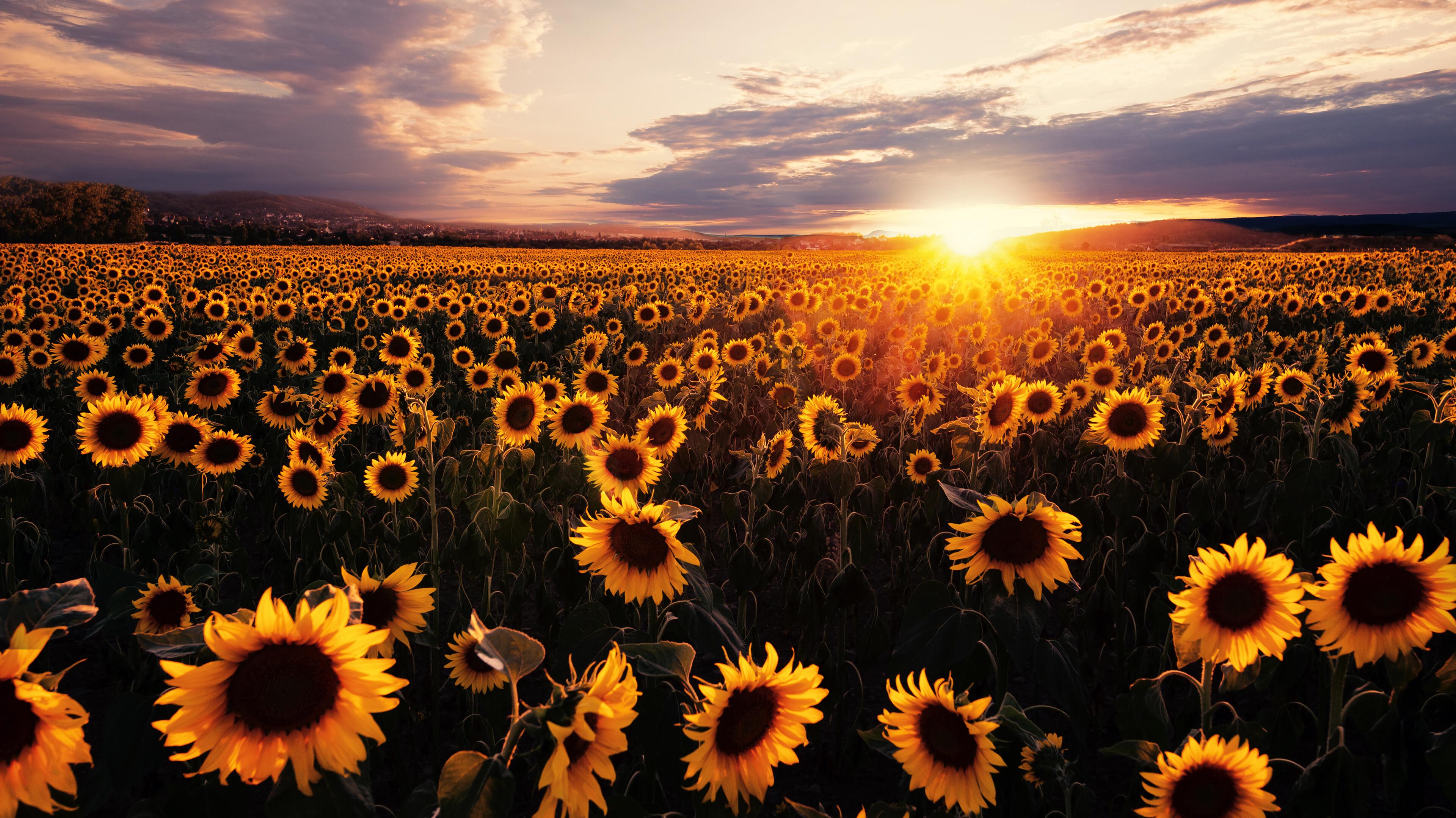 Sunrise Sunflowers Flower Field Nature Scenery 4k Phone iPhone