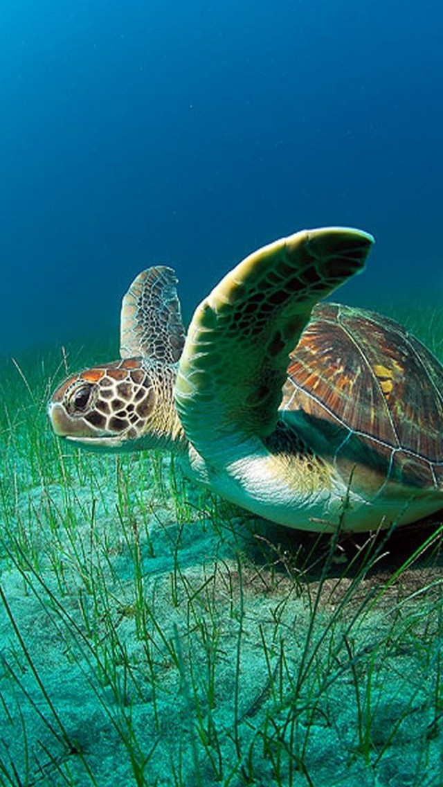 Sea Turtle iPhone Wallpaper S C Background