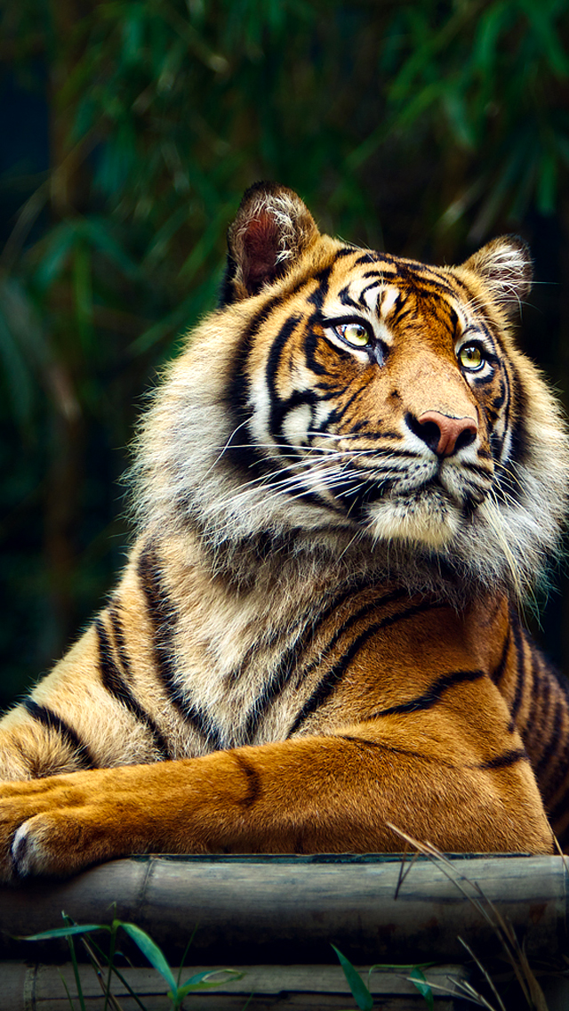 Siberian Tiger Wallpapers For Iphone Tiger Tiger Pic