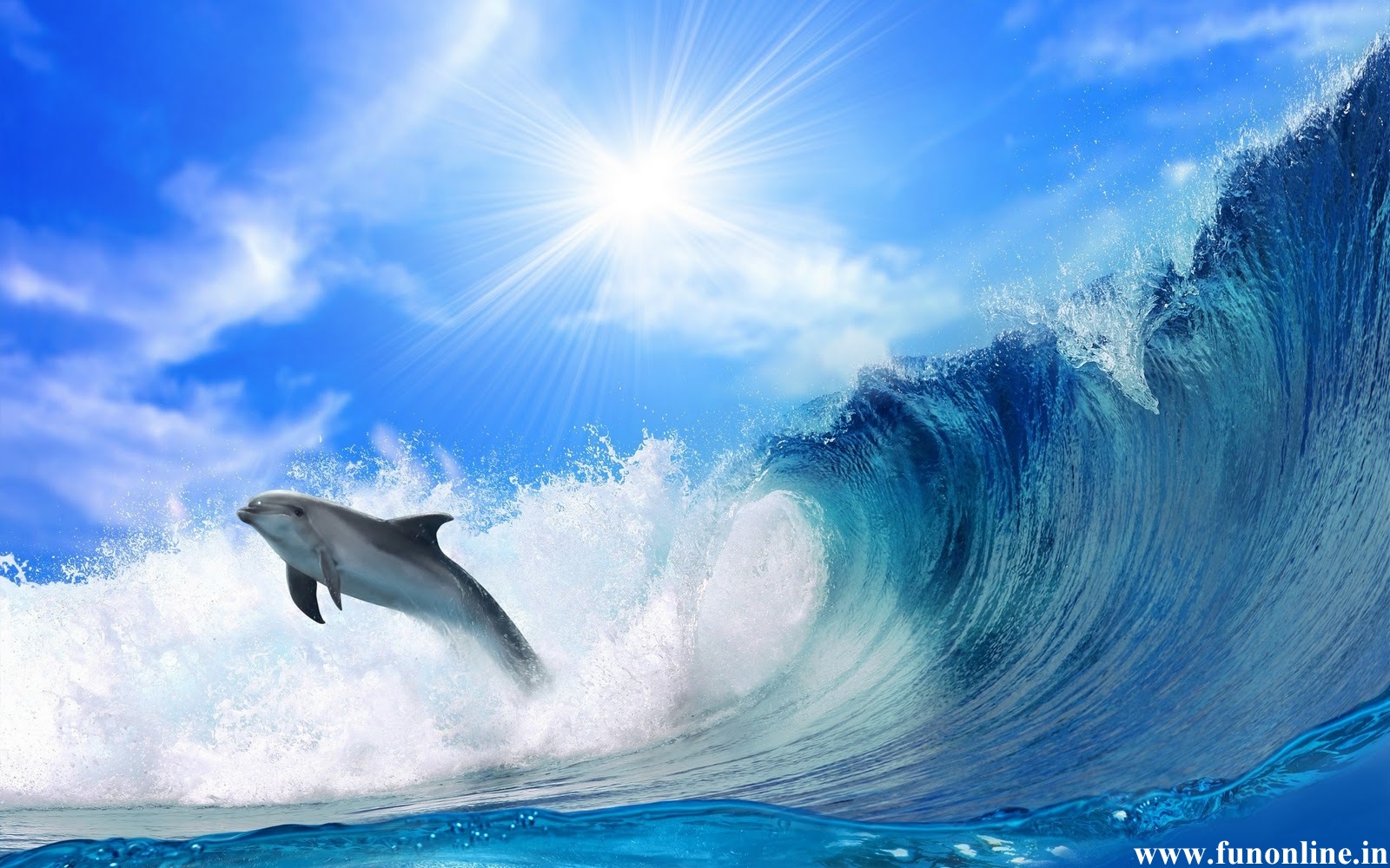 Dolphin Wallpapers Download Friendly Fish Dolphins Wallpaper 1600x1000