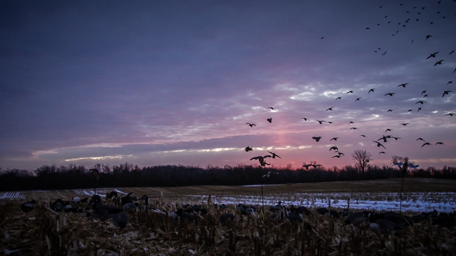 Duck Hunting Background Image