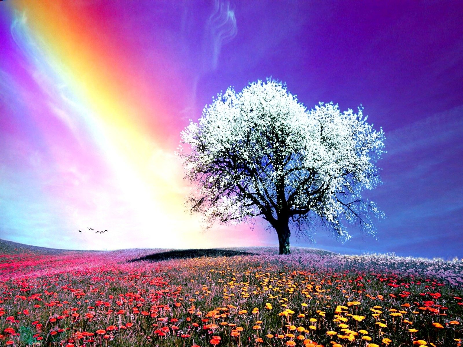 Rainbow Nature White HD Pictures Best Photos