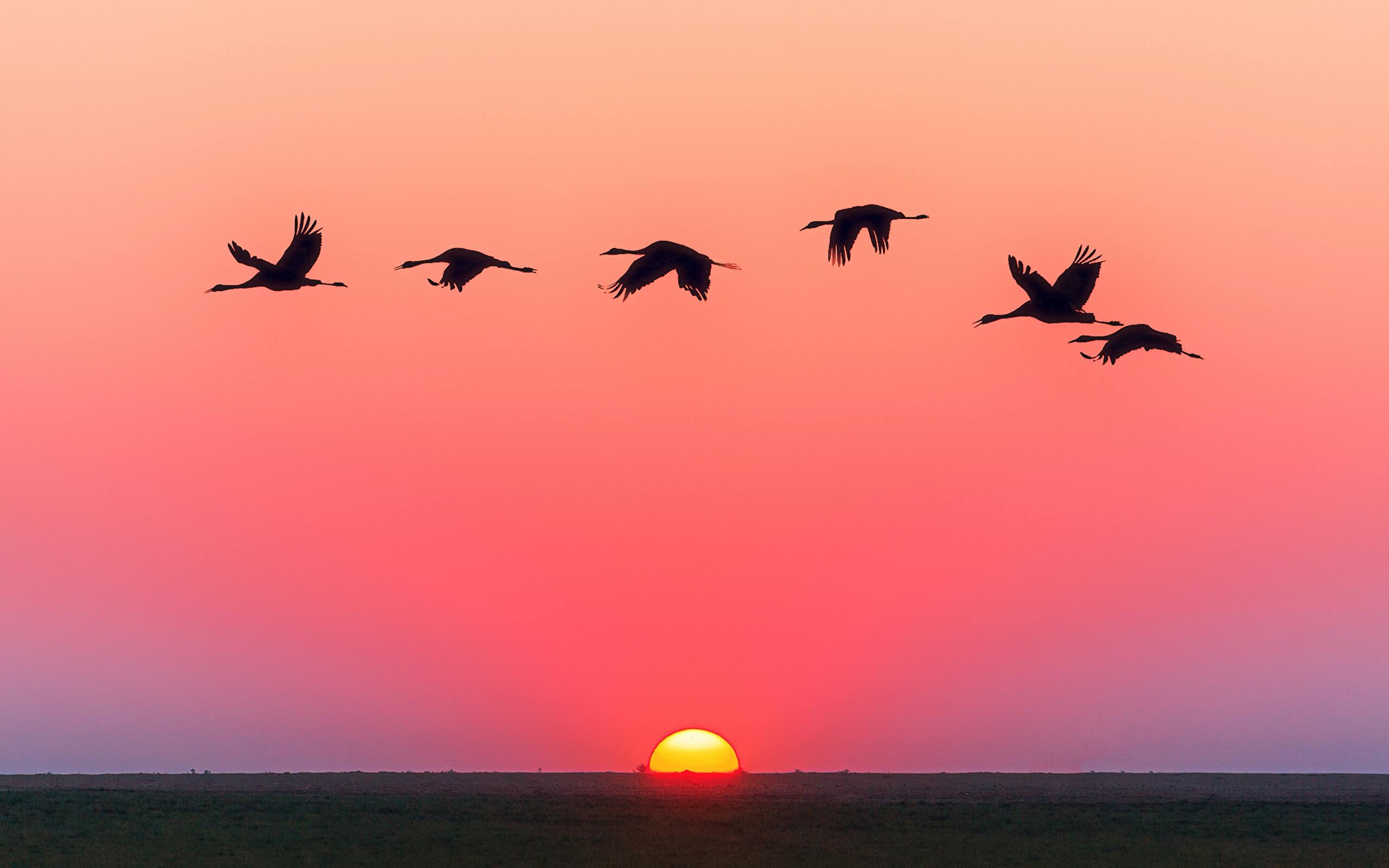 Bird S 4k Wallpaper For Your Desktop Or Mobile Screen And