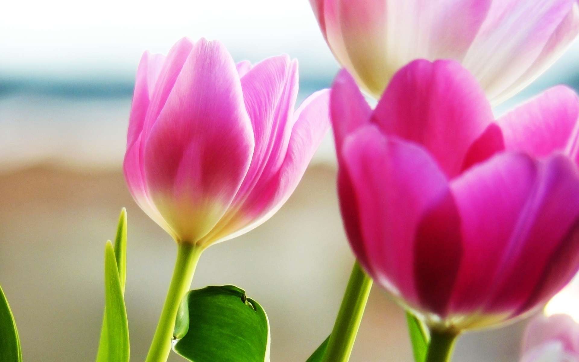 Wallpaper Tulips Spring HD 1080p Upload At April