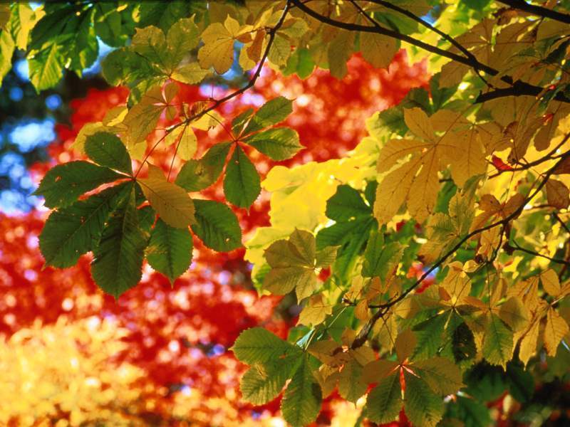 Autumn Image Leaves Wallpaper Photos