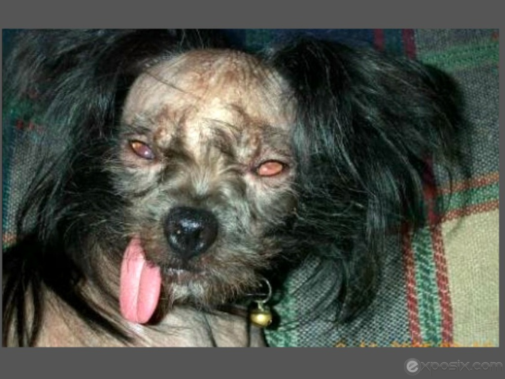 One Of The Ugliest Dogs In World Wallpaper Dkrjq Thumb