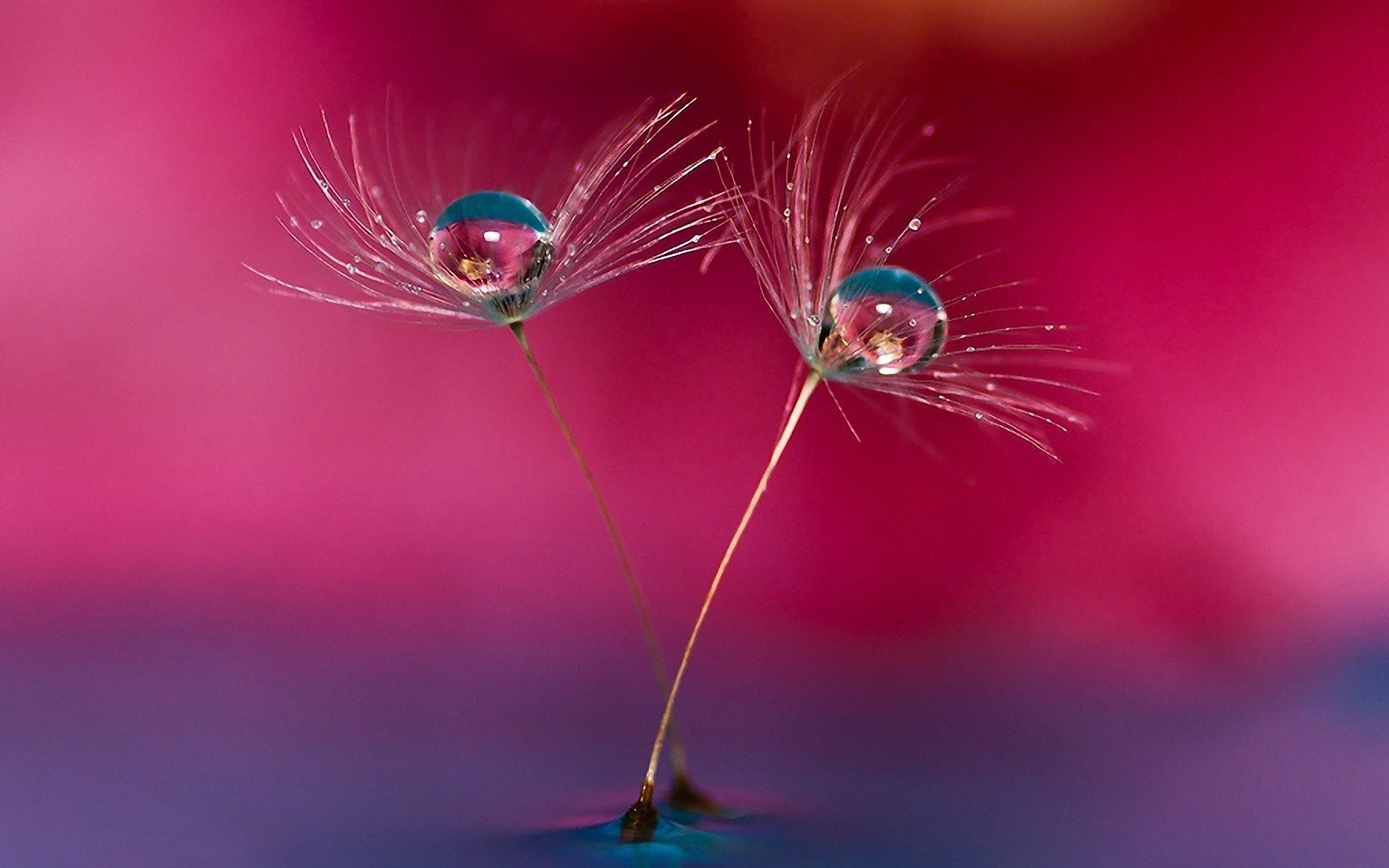 Water Droplets Wallpaper