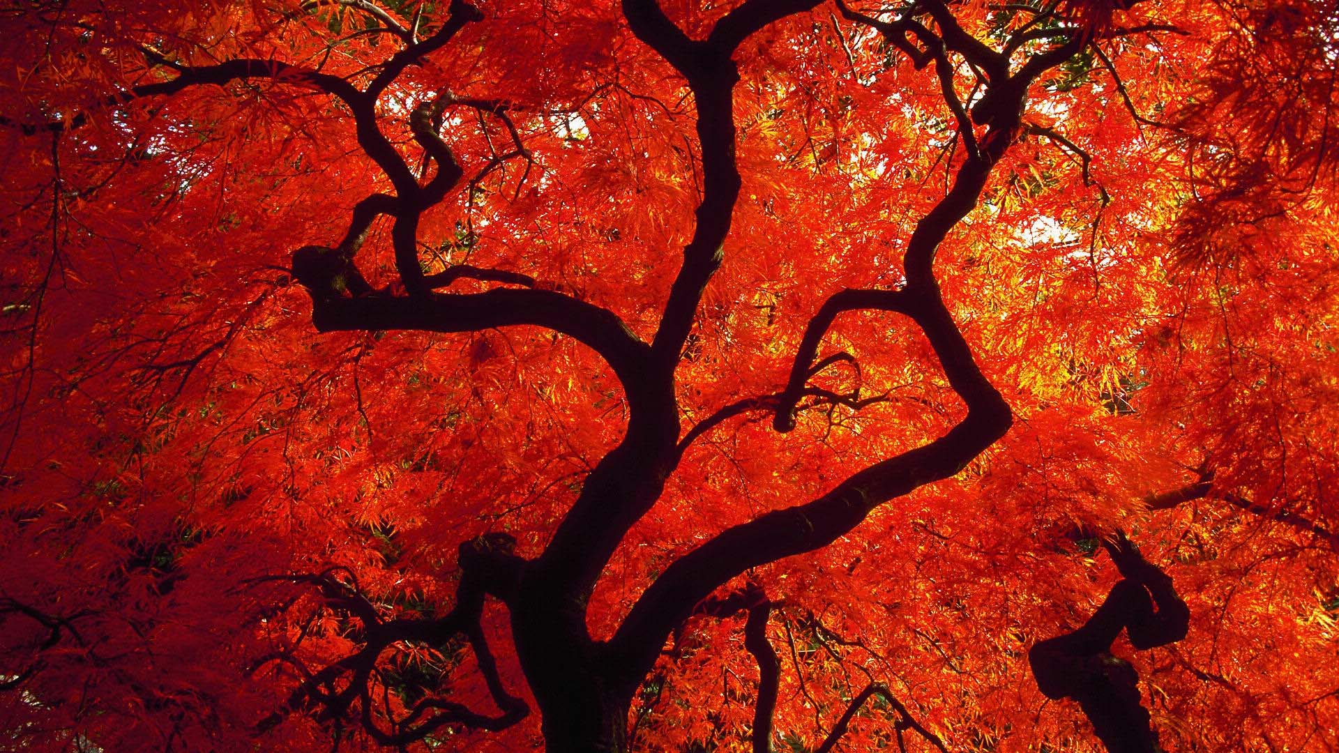 The red tree iPhone Live Wallpaper  Download on PHONEKY iOS App