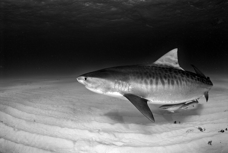 Beautiful Tiger Shark Pictures And Wallpaper