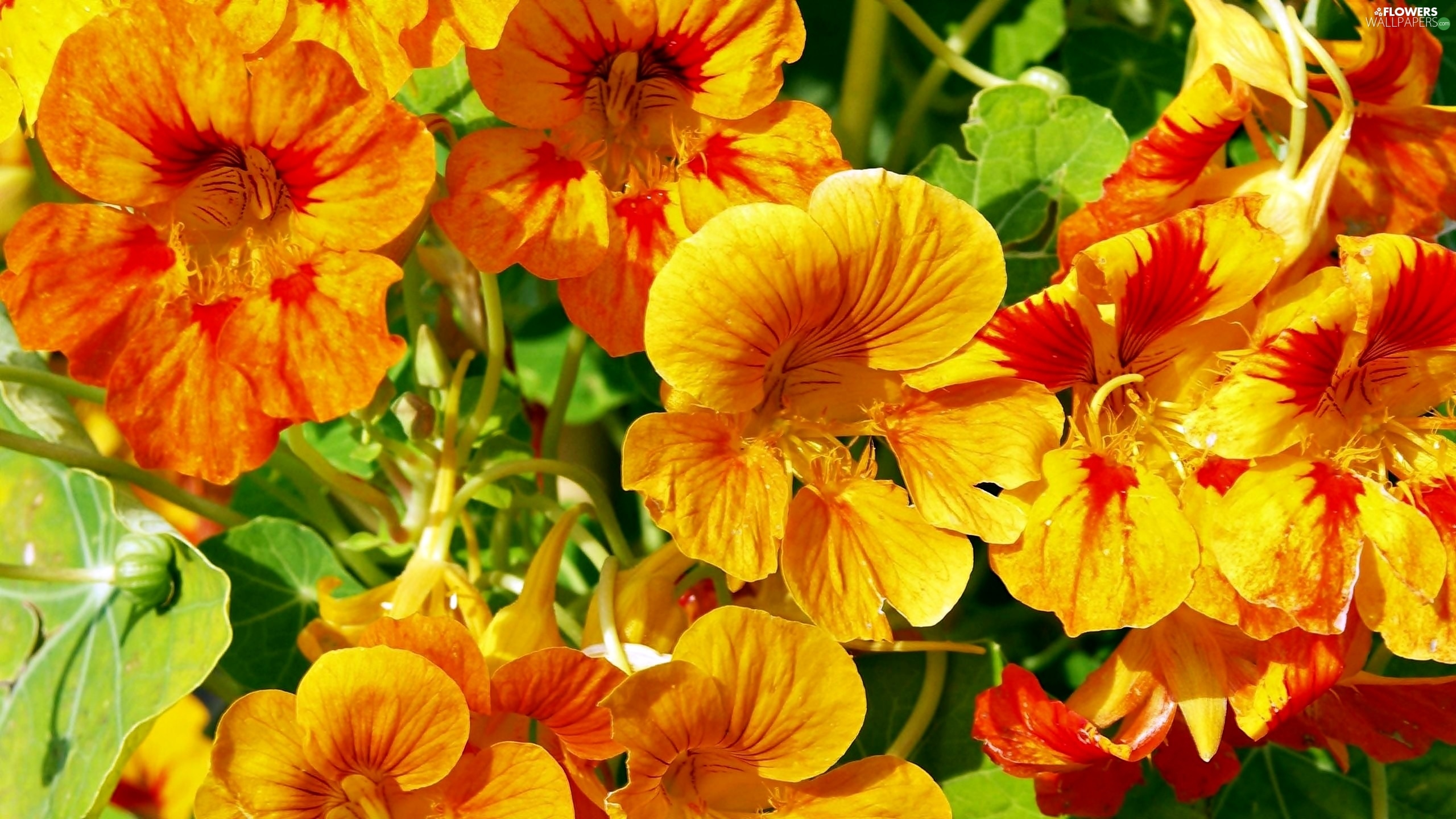 Yellow Orange Nasturtiums Flowers Wallpaper