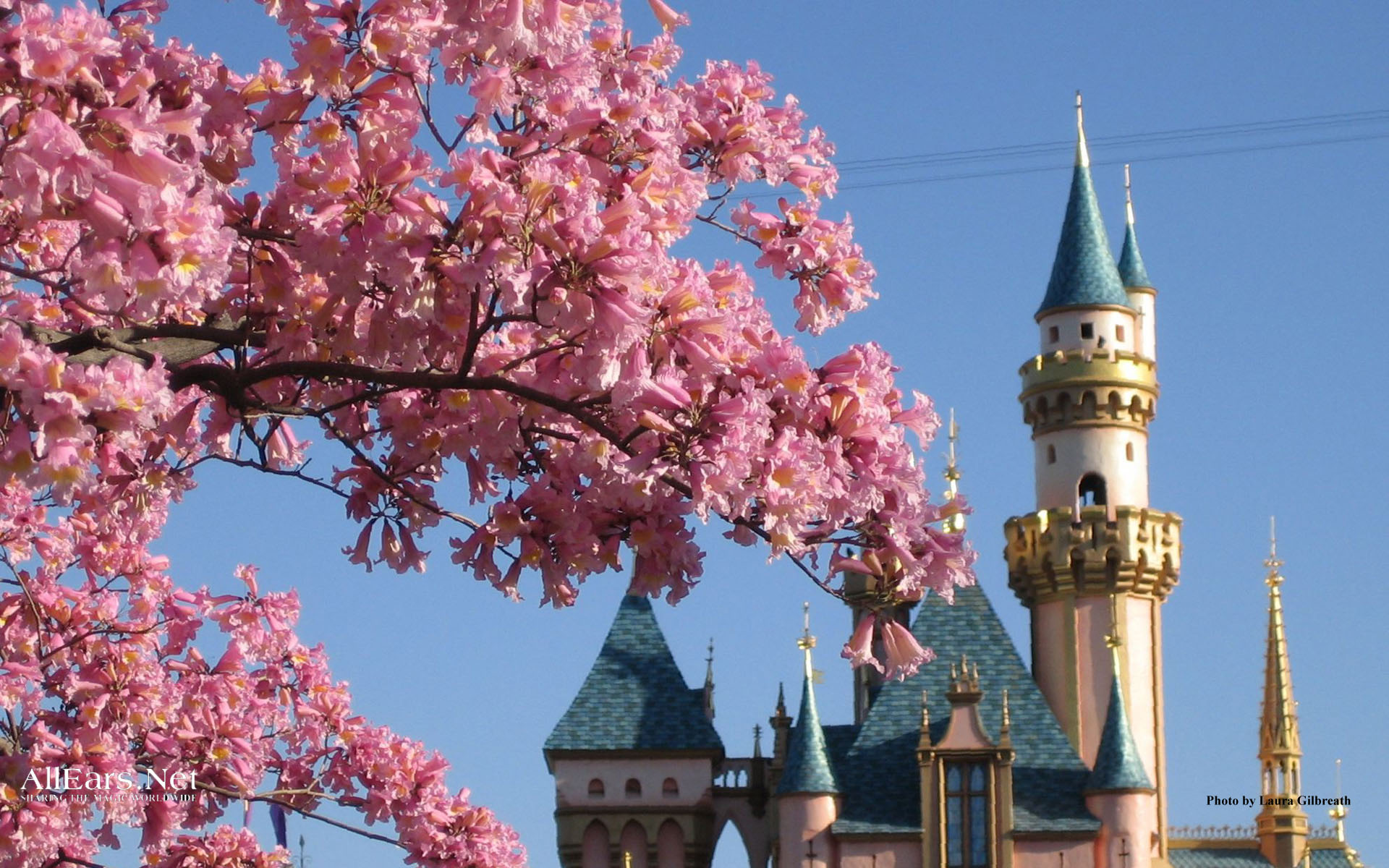 Disneyland Sleeping Beauty Castle And Flowers Landscape Wallpaper