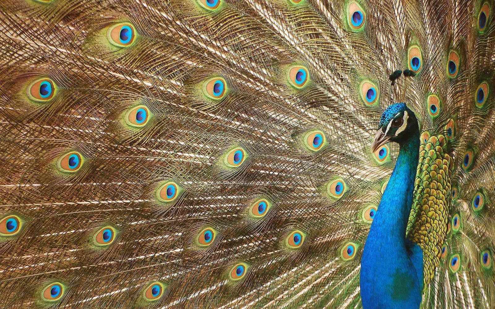 Peacock Wallpaper Desktop