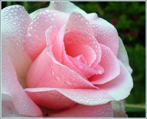 so lovely beautiful light pink rose wallpaper 500x407
