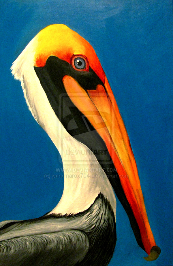 Colorful Pelican By Panamarox704