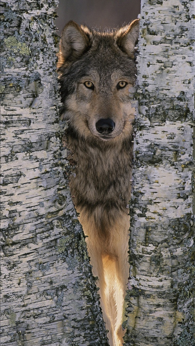 iPhone Wallpaper Resimleri Wolf