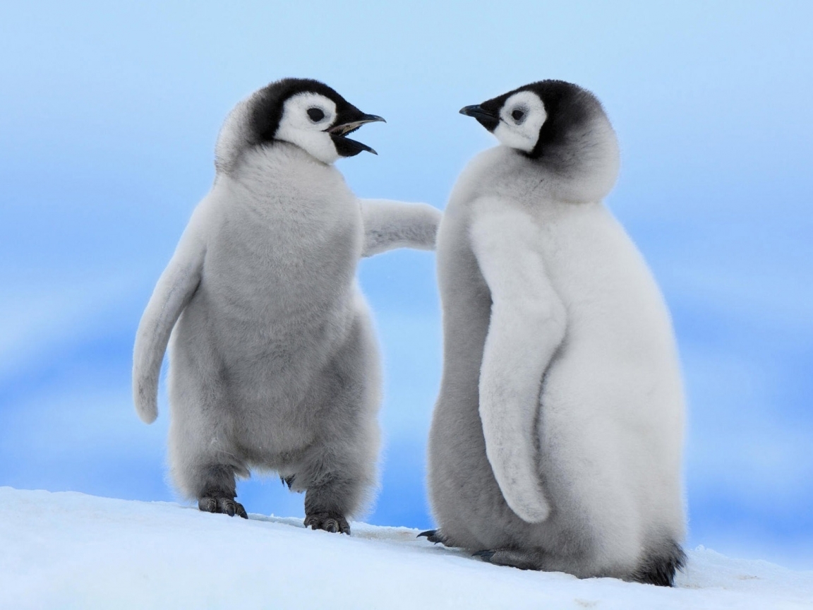 Cute Baby Penguins X Wallpaper