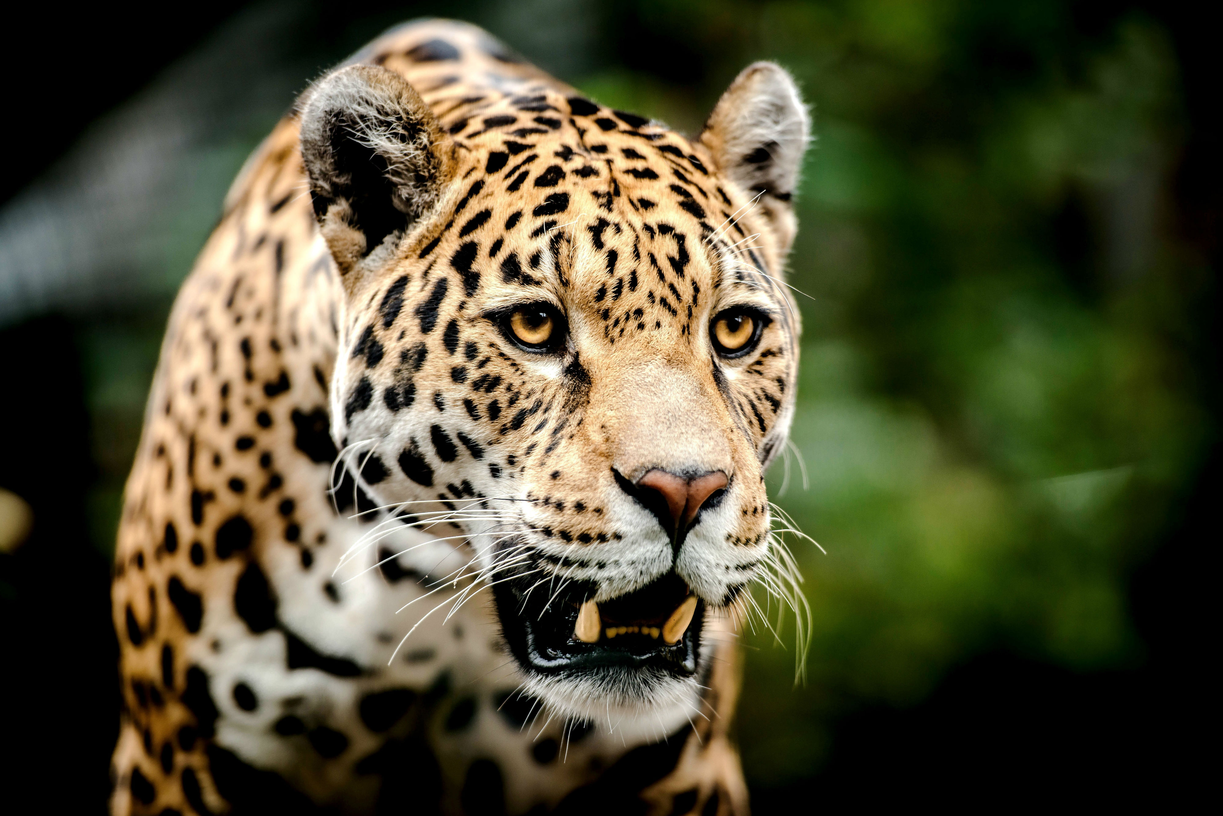 Big Cats Jaguars Glance Snout Animal R Wallpaper