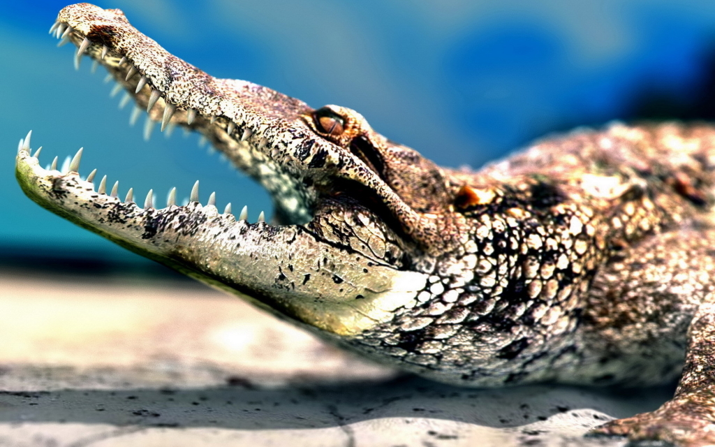 Reptiles Animals Crocodile HD Wallpapers Deskt 13349 Wallpaper