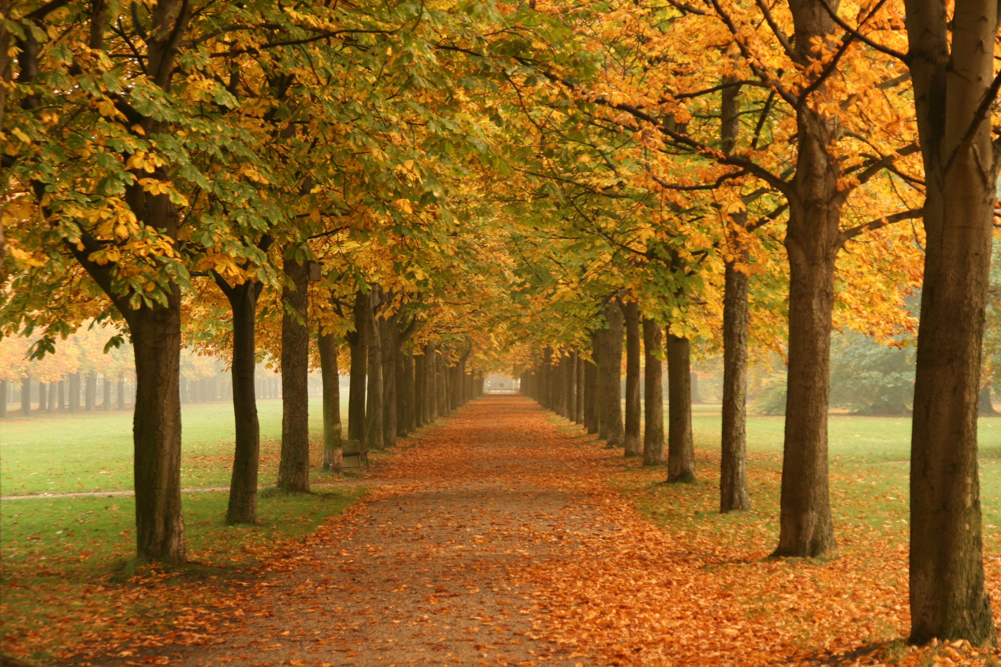 Description Autumn Trees In Dresden Jpg