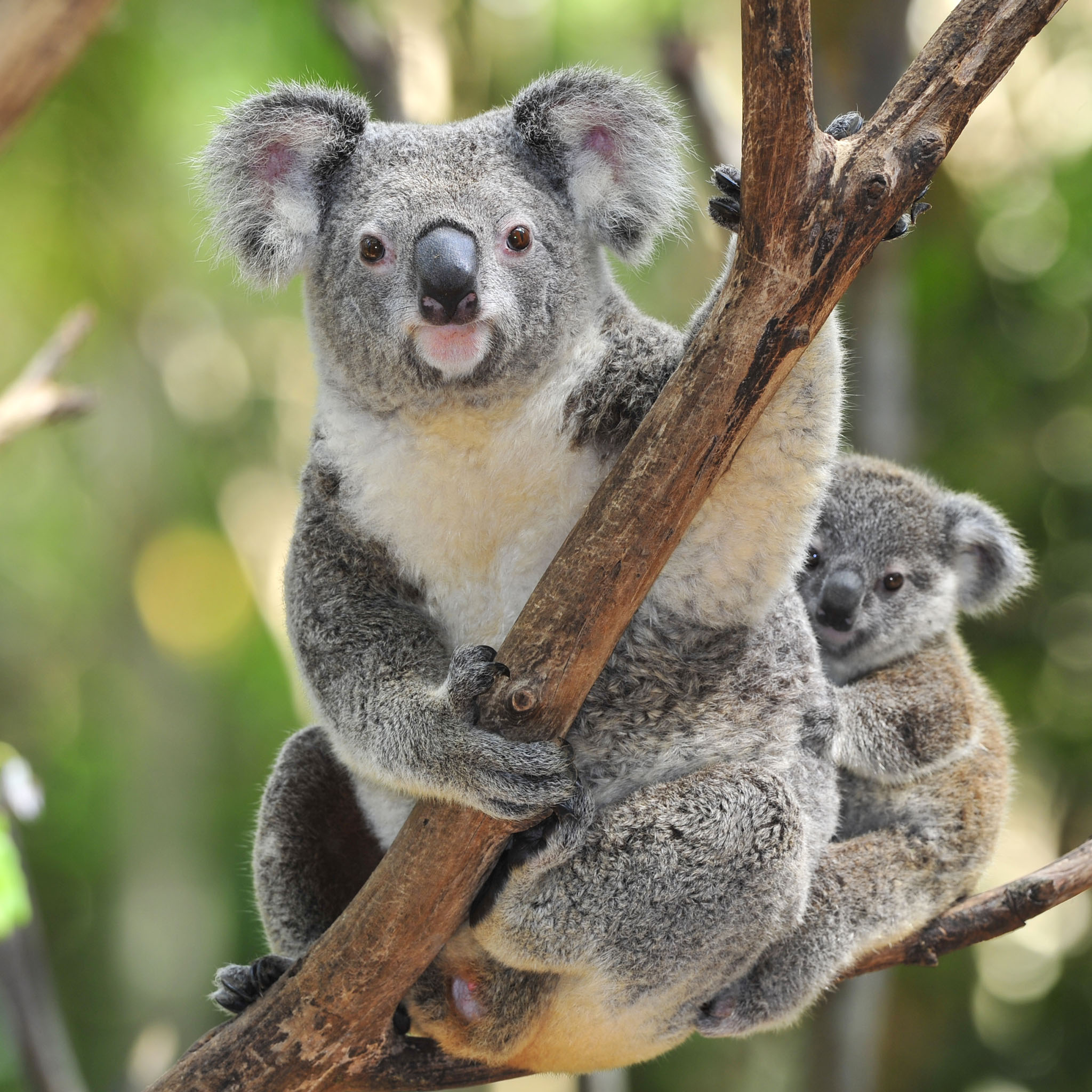 Koala Bear With Baby Wallpaper HD Bears