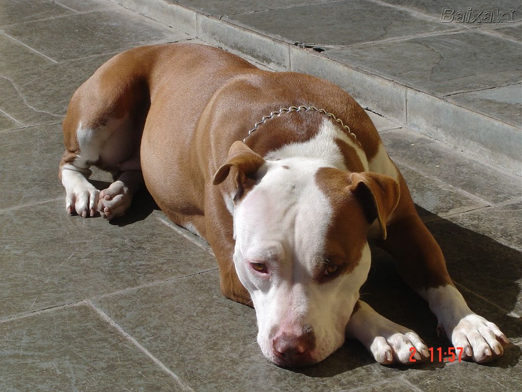 Photos Pitbull Dogs Perros Fotos E Im Genes En Foto X