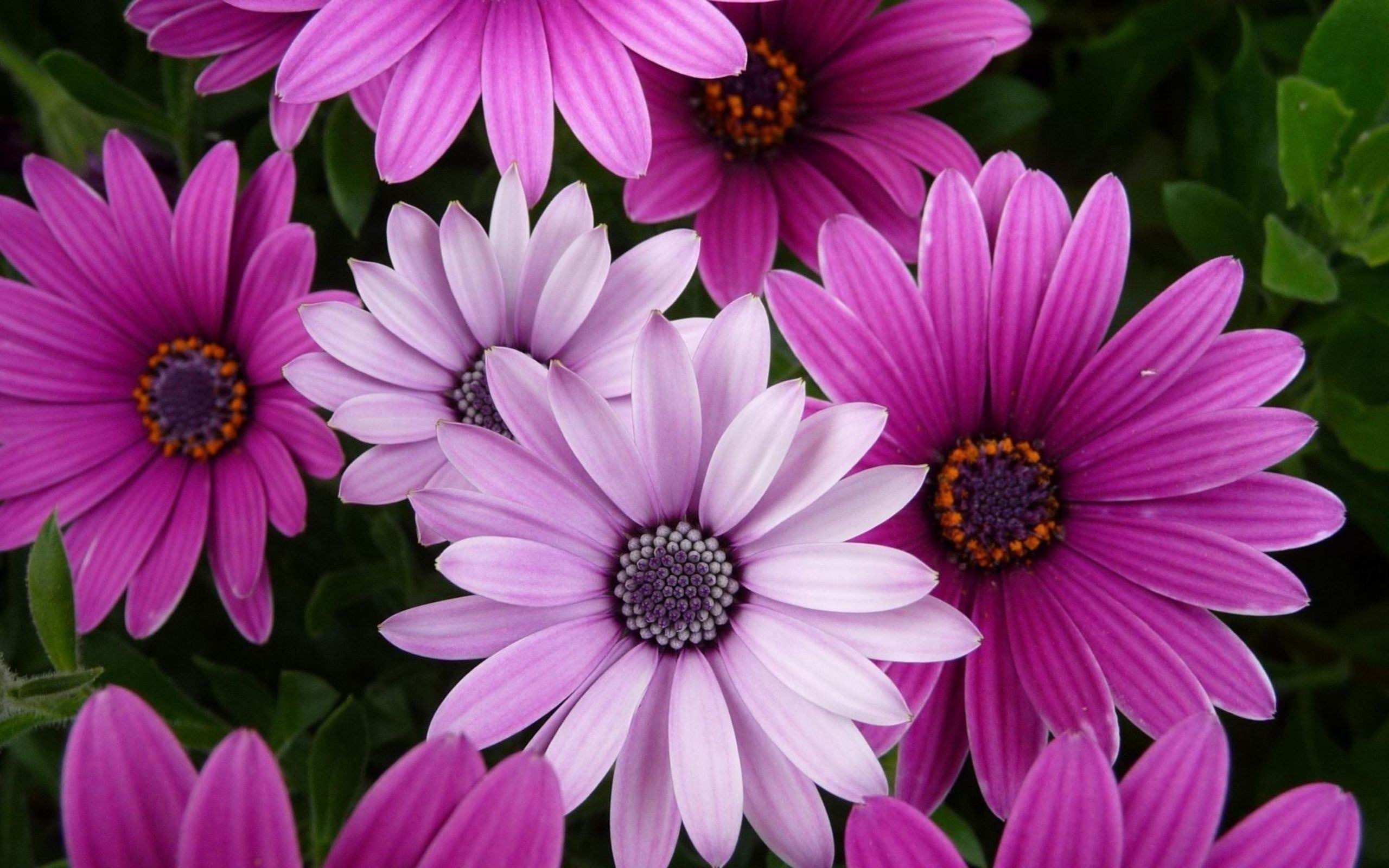Flower Desktop Background Wallpaper
