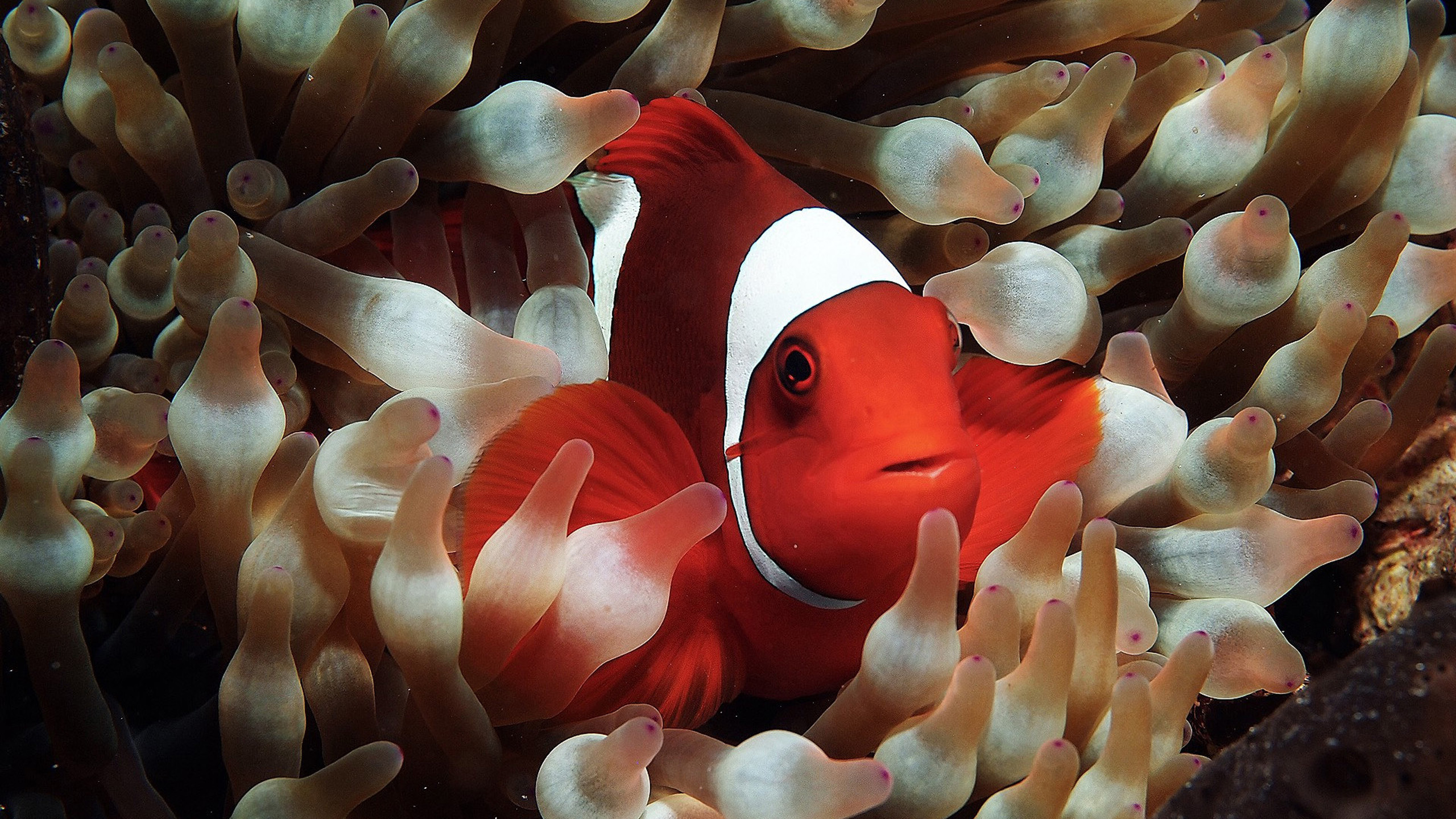Here's How to Force the Clownfish Wallpaper to Appear in iOS 16 Beta