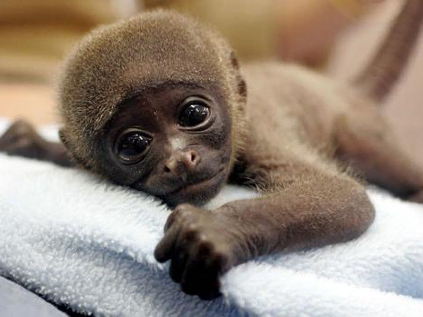 Cute Baby Monkey Psp Wallpaper Animal Background