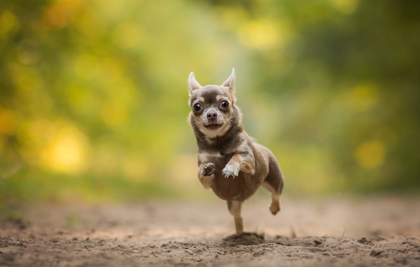 Wallpaper Chihuahua Dog Doggy Run Bokeh