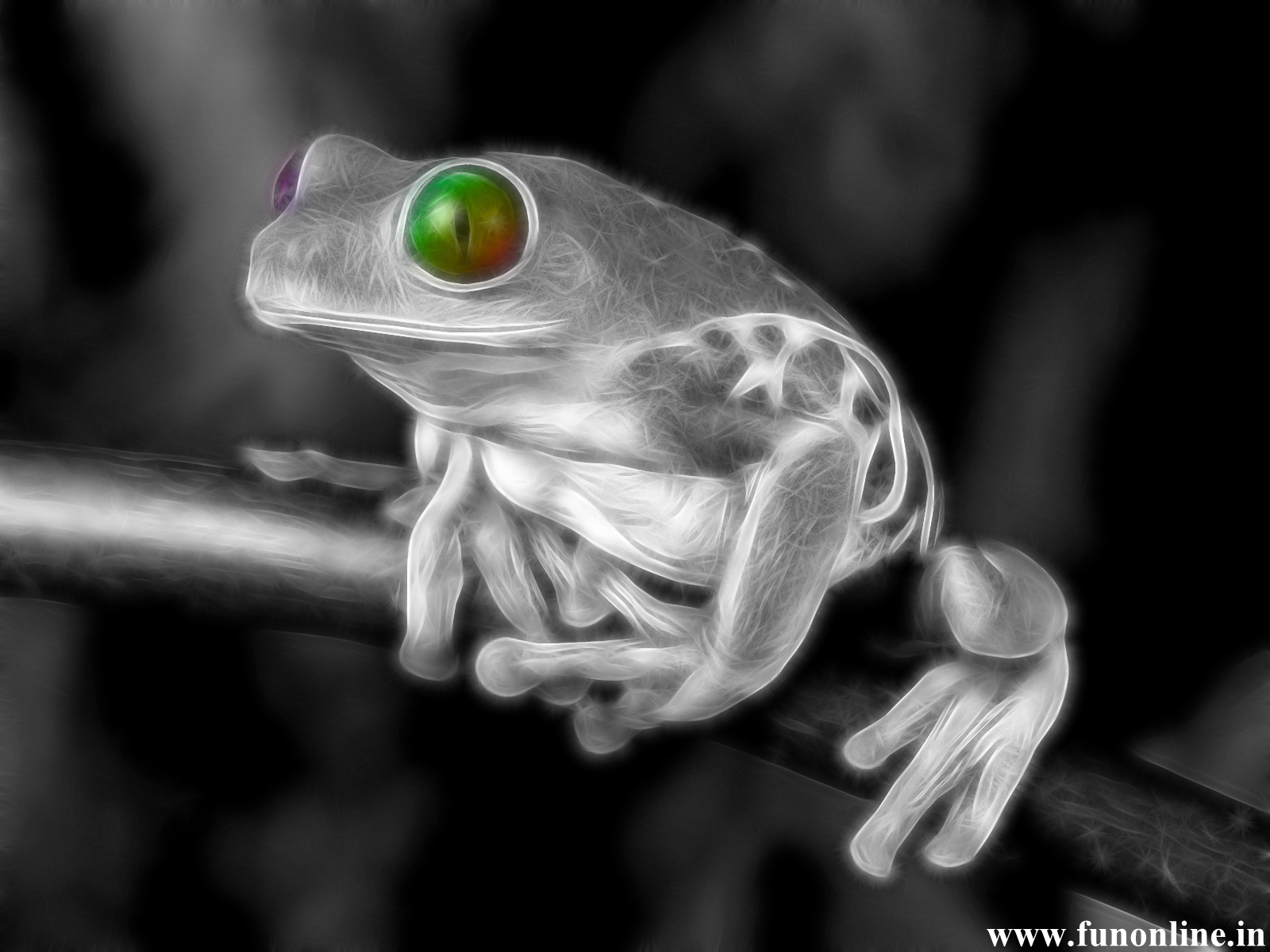 Funny Animated Frog Showing His Tongue Wallpaper