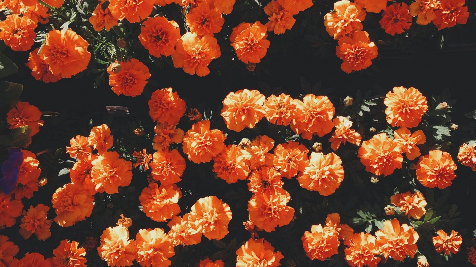 Outstanding Orange Aesthetic Wallpaper Desktop You Can Use It