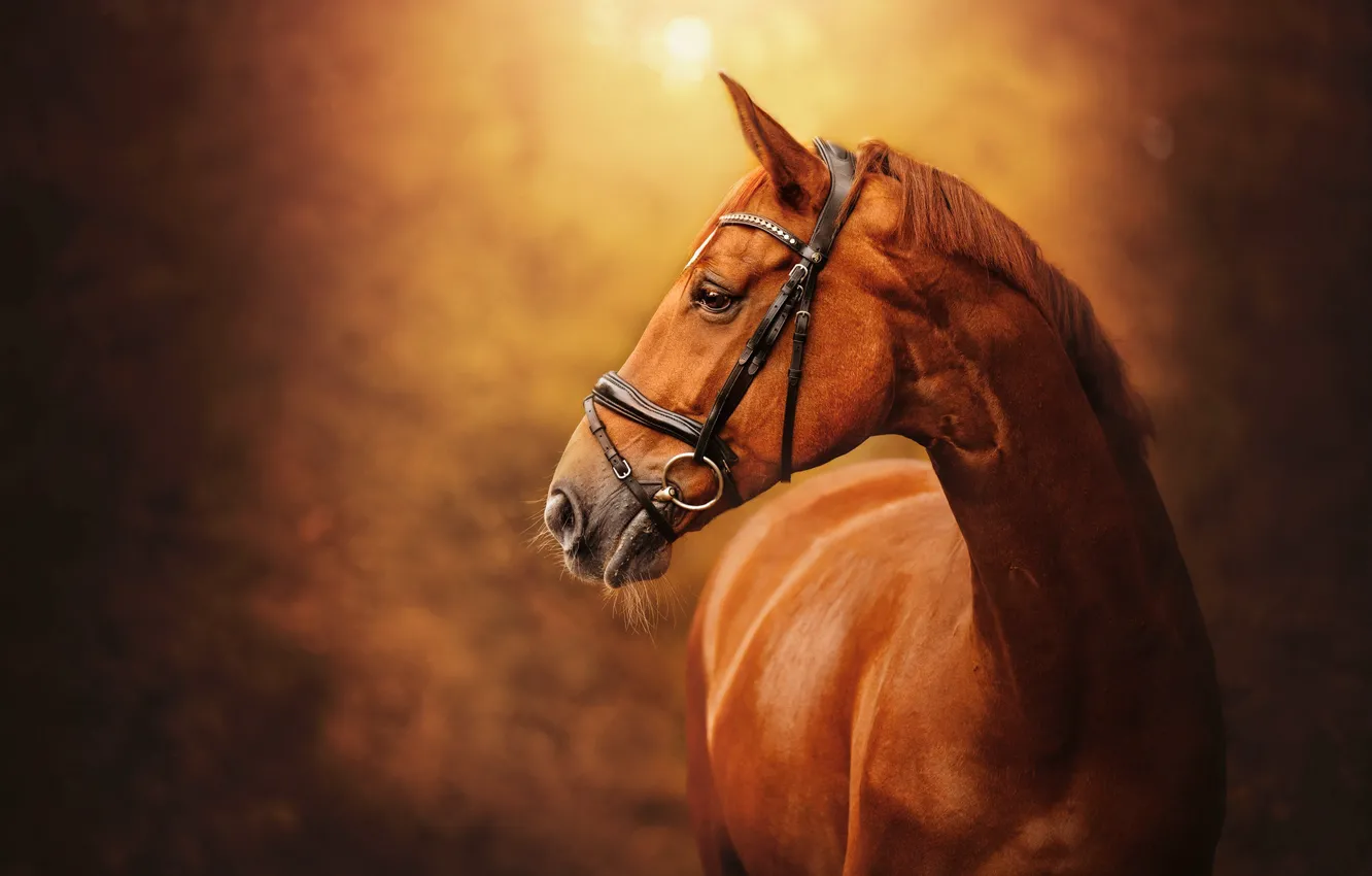 Wallpaper Face Horse Image For Desktop Section