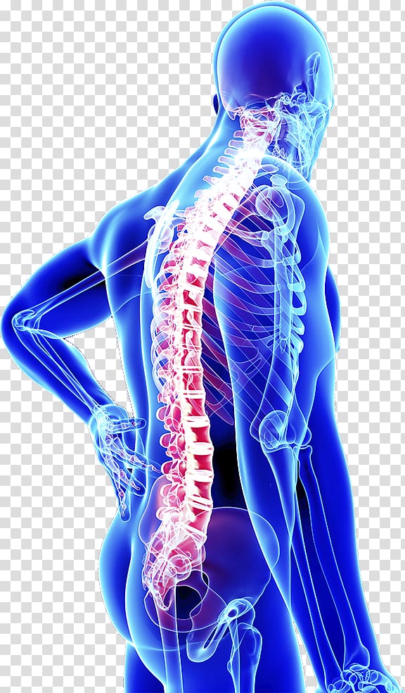 Spine Skeleton Illustration Joint Orthopedic Surgery Human