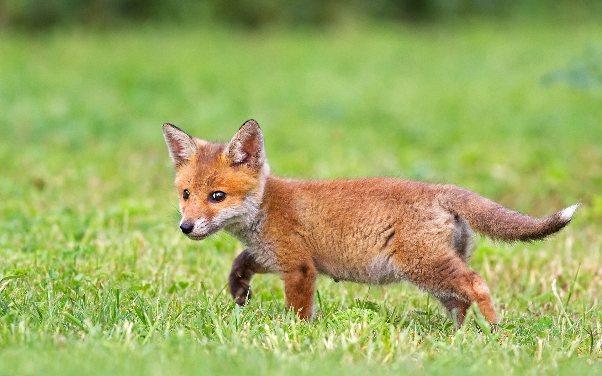 cute fox cub HD Desktop Wallpapers 4k HD