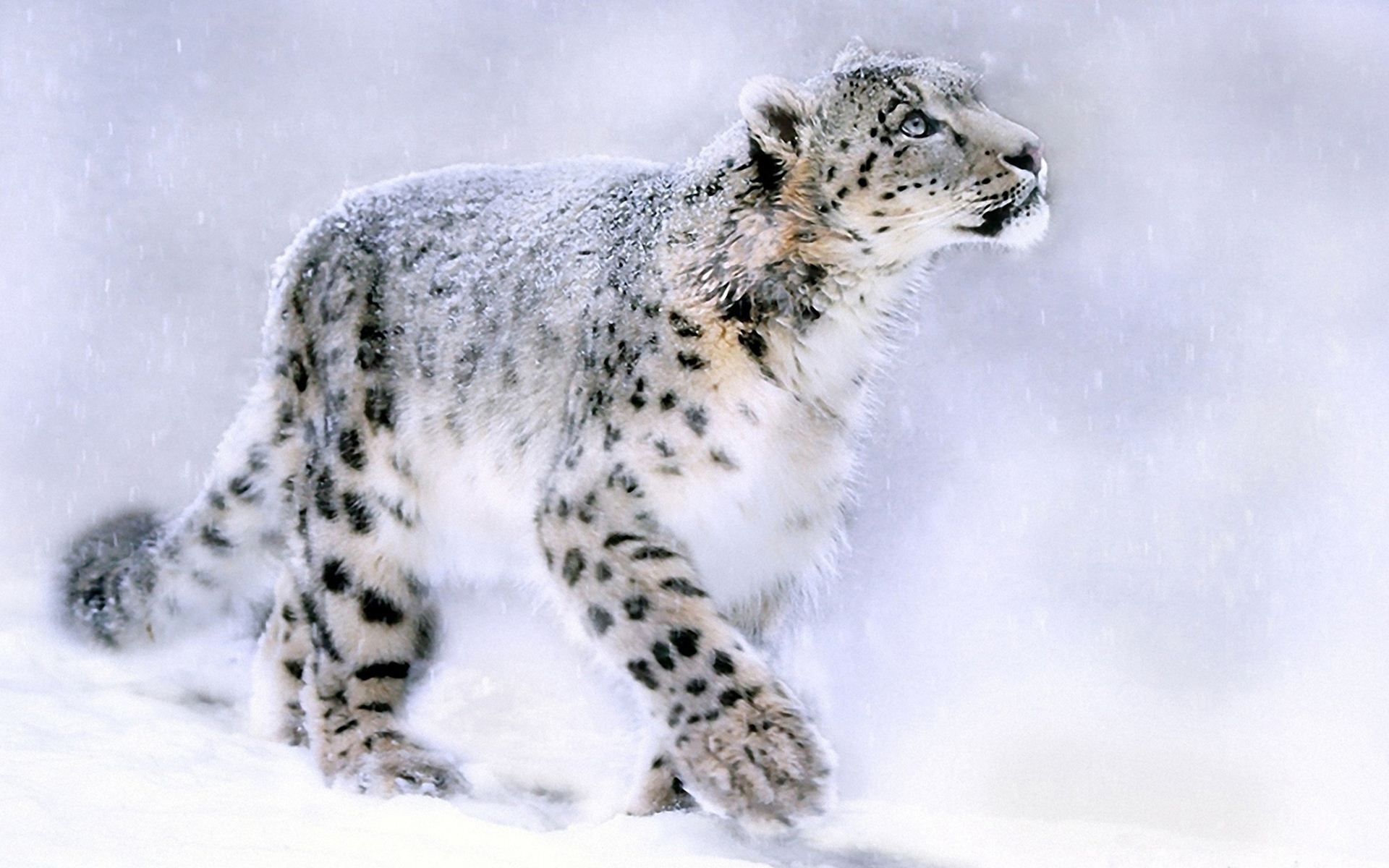 White Leopard Wallpaper Image Pictures Photos HD