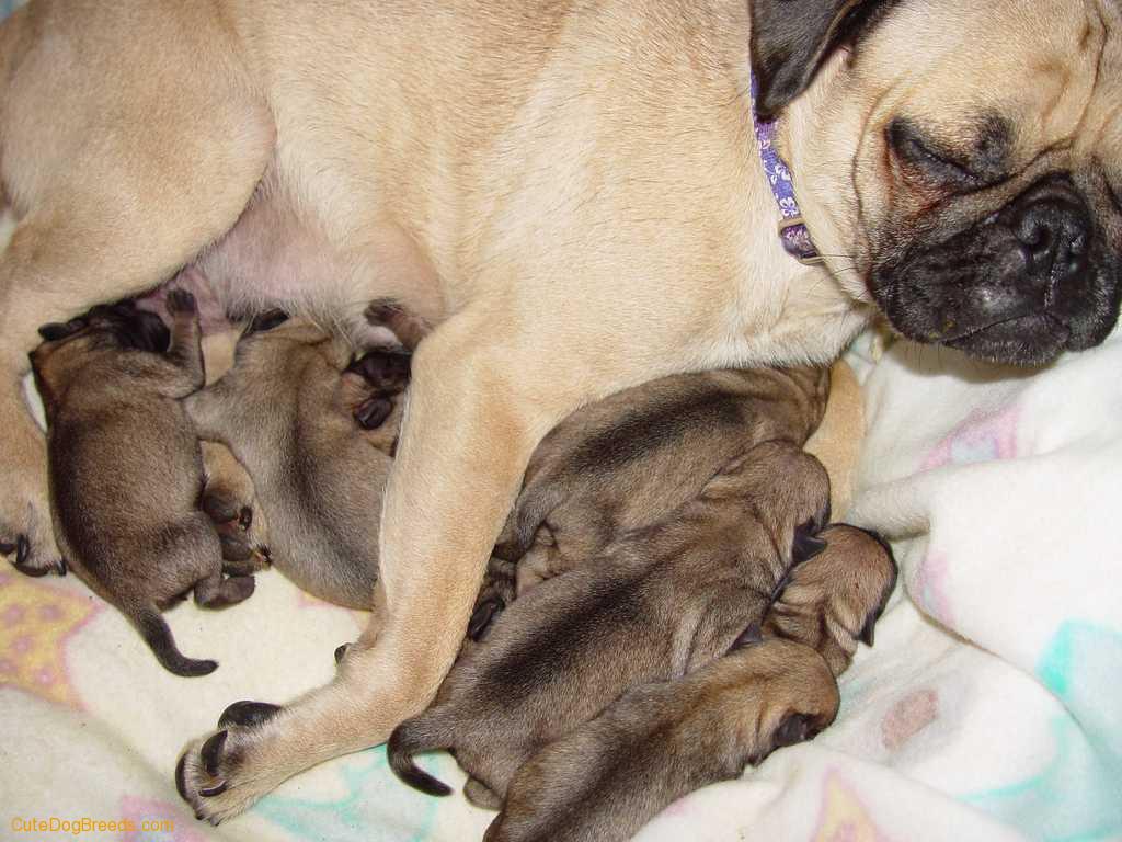 Cute Puppies Picture Pug