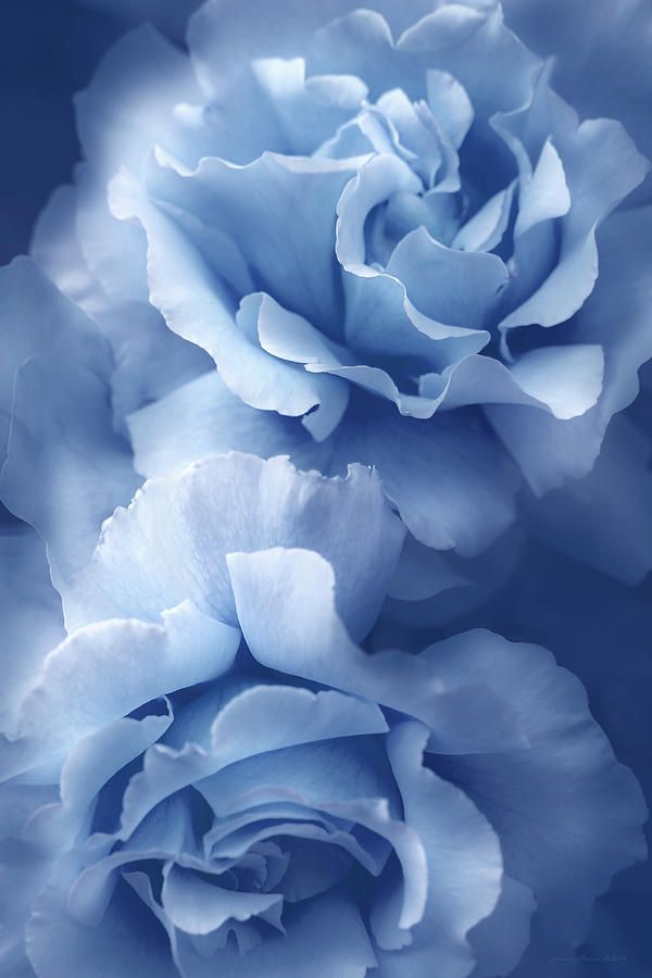 Blue Blue Roses by Jennie Marie Schell in 2022 Blue roses