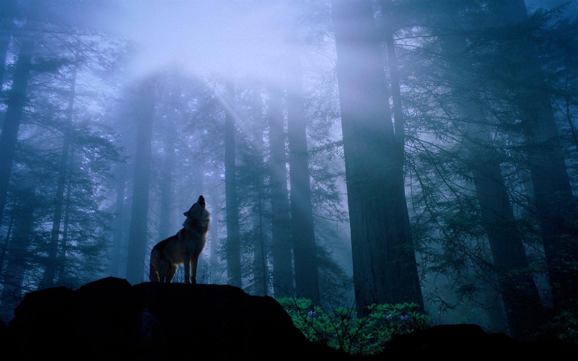 Wolf In The Woods Desktop Wallpaper