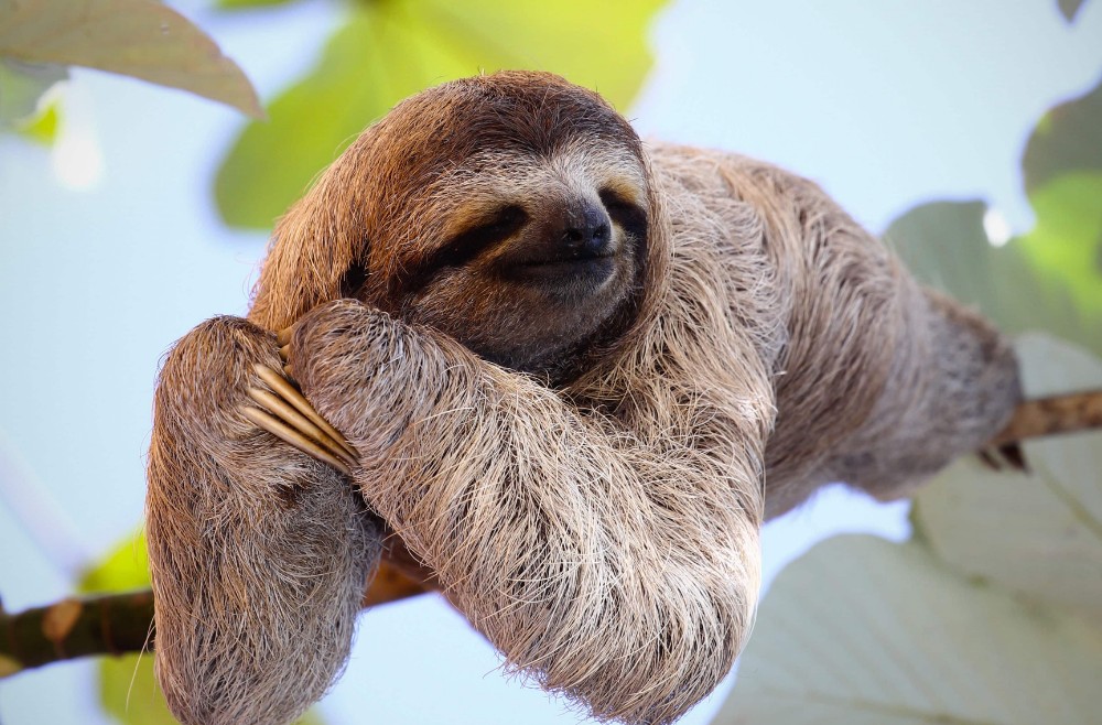 Create Meme Three Toed Sloths Sloth Wallpaper At The Zoo