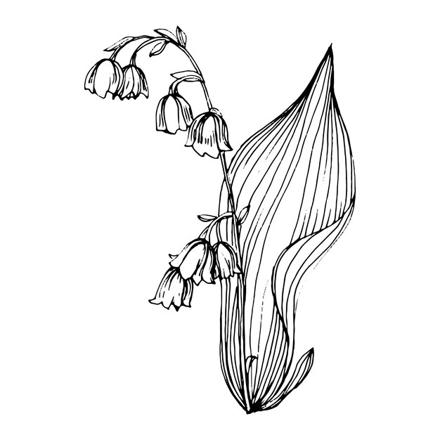 Lily Valley By Hand Drawing Maylily Floral Logo Tattoo Wallpaper