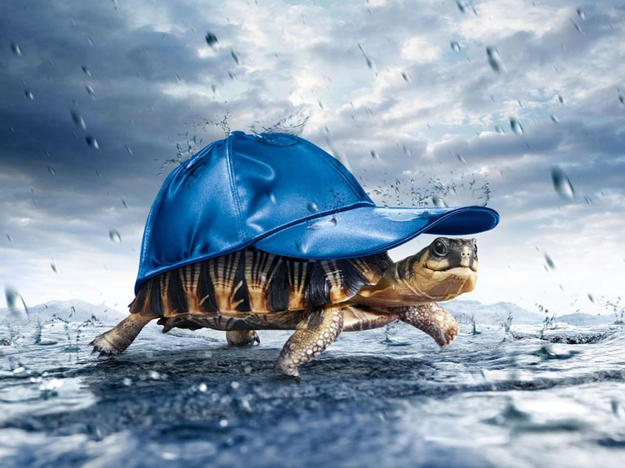 Weather In Rain Amazing Wallpaper 3d Turtle Pc