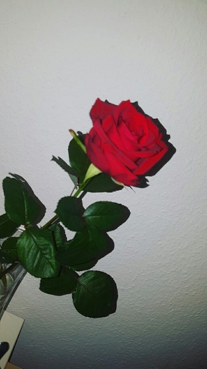 Red Rose Aesthetic Wallpaper On