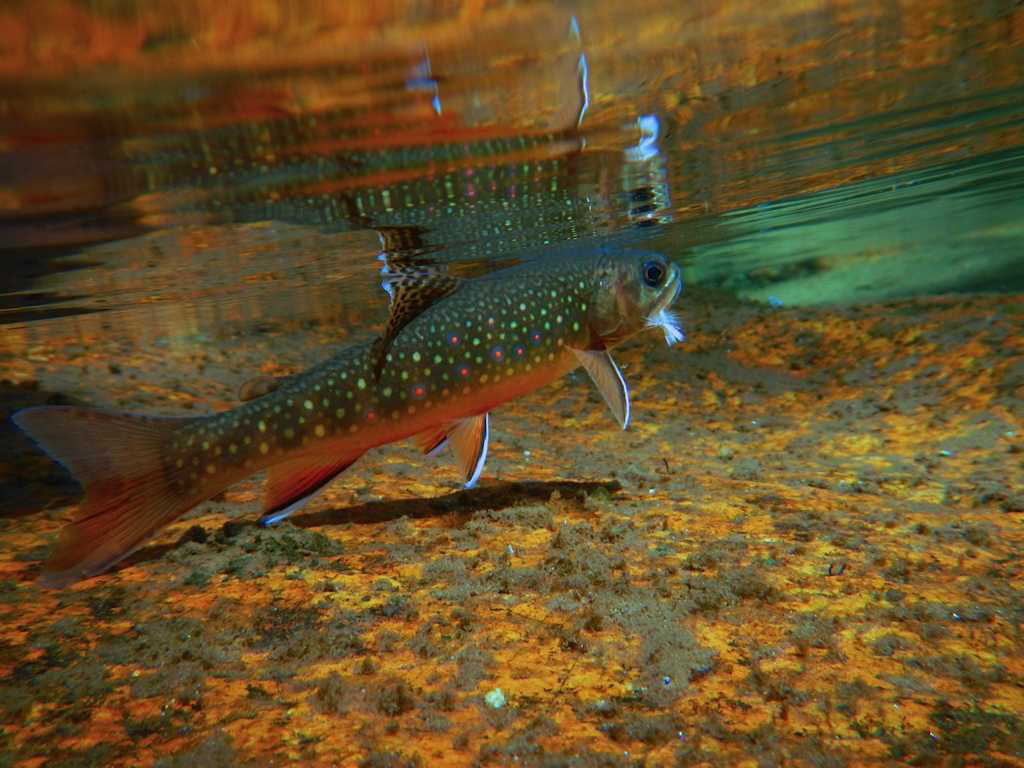 HDwp Trout Wallpaper Collection Of Widescreen