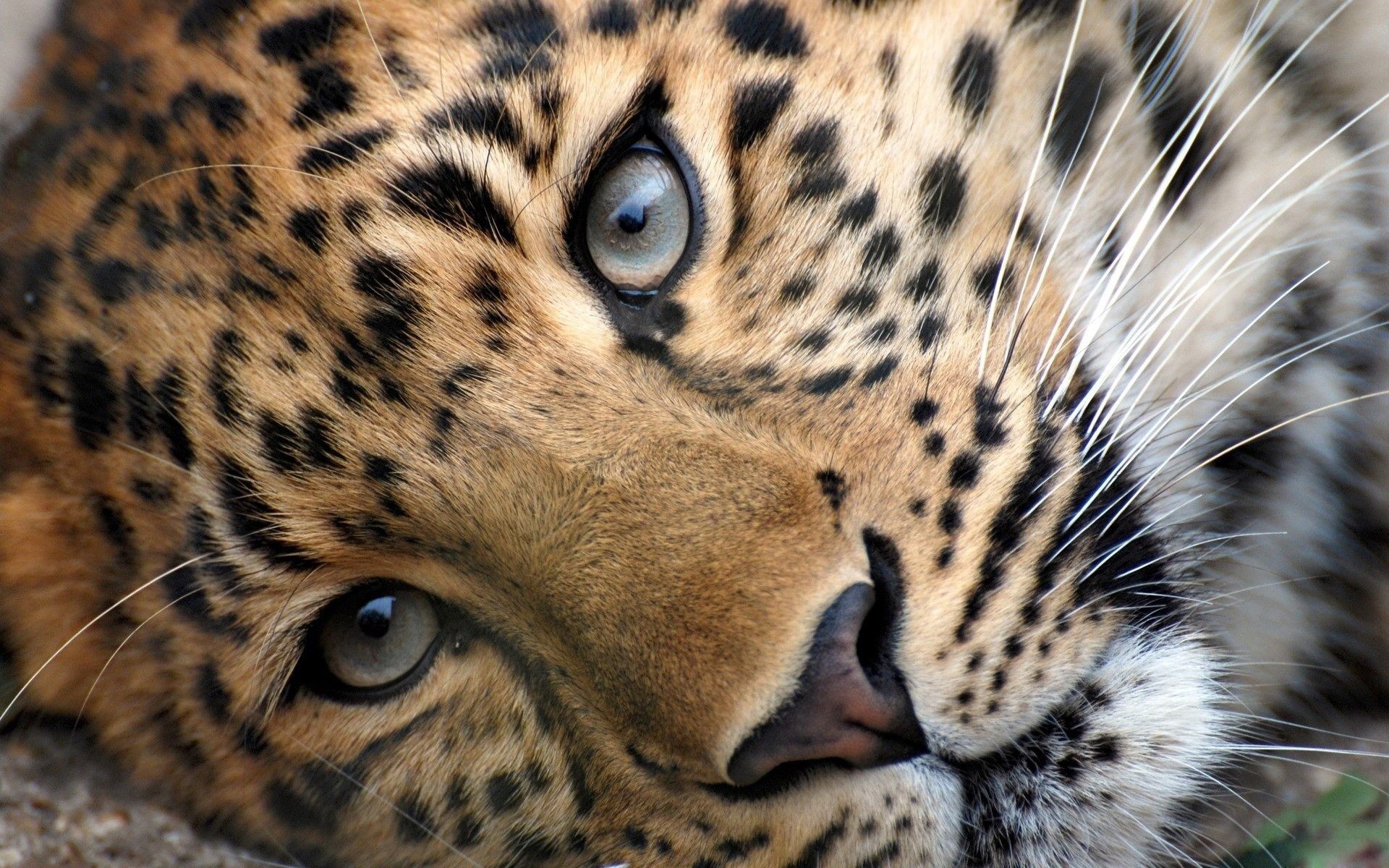 African Animals Wallpaper