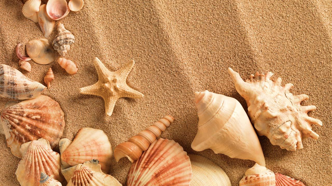 Sea Shell Live Wallpaper Android Apps On Google Play