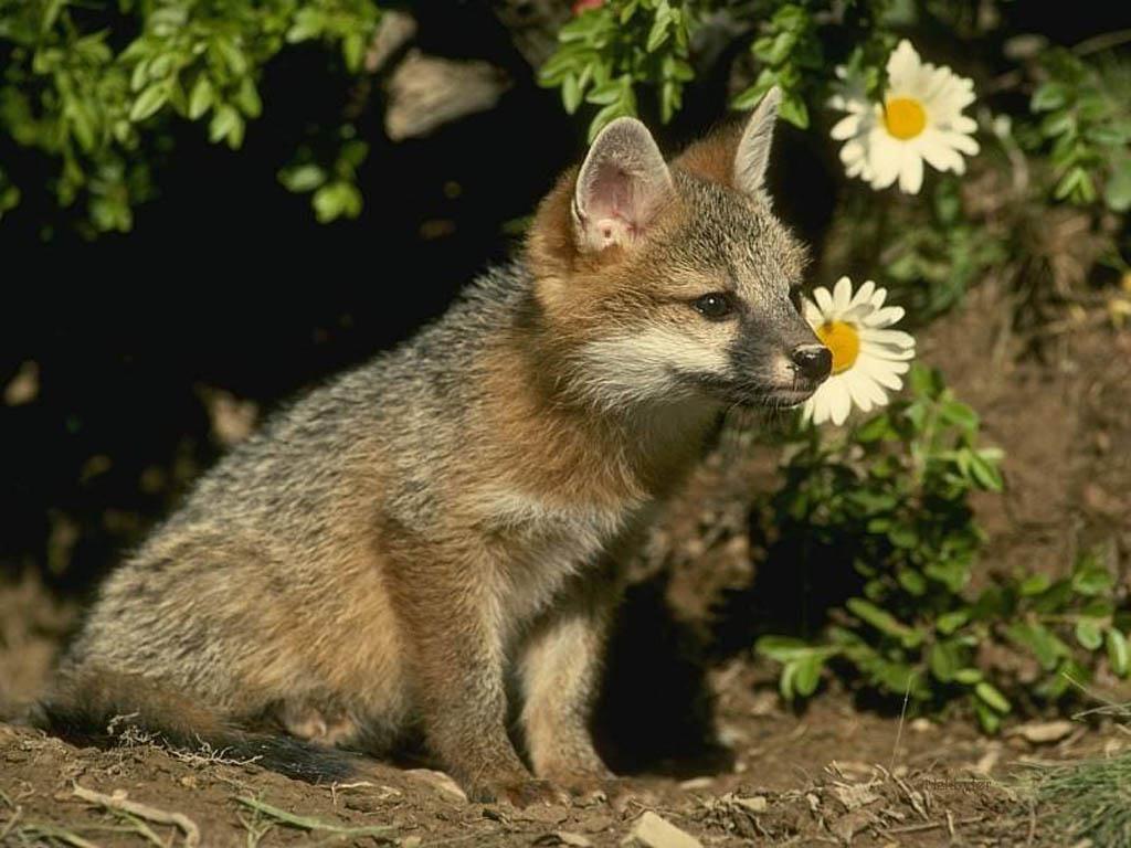 Small Gray Fox Wallpaper Pictures For Desktop