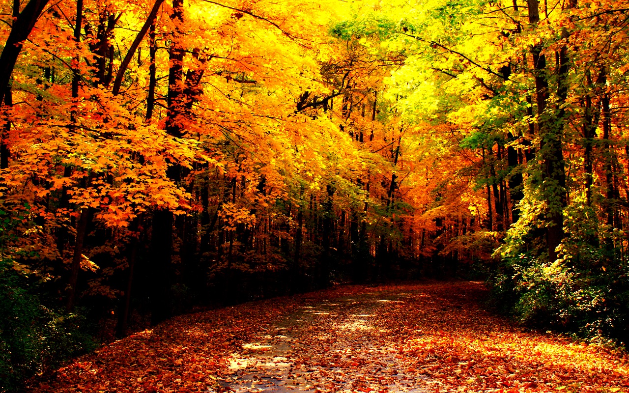 Autumn images Autumn Wallpaper HD wallpaper and background 1280x800